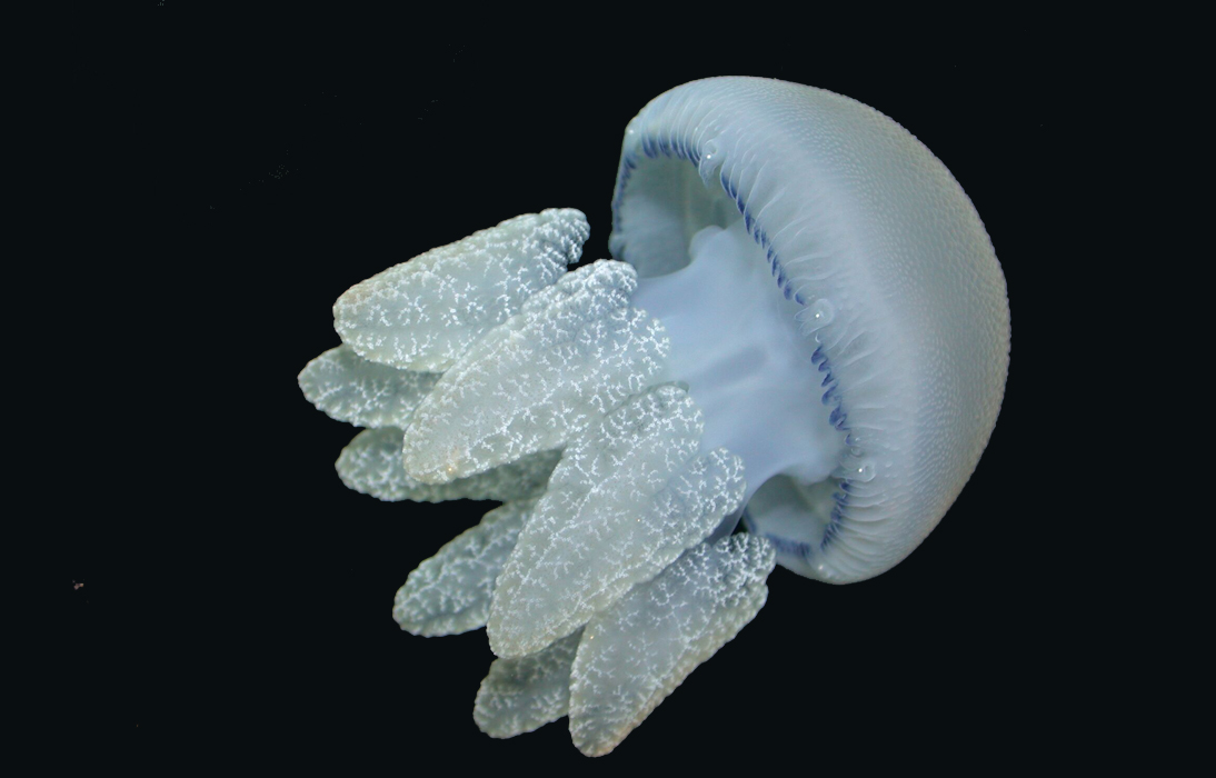 non-harmful-jellyfish-hampel-bloggen